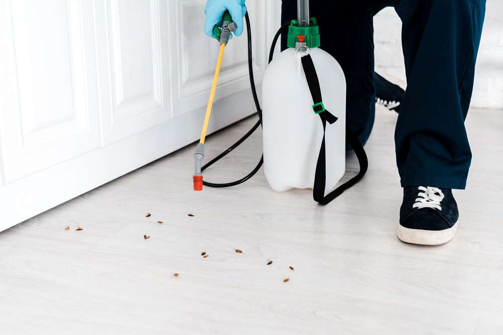 How to Make Your House Pest-Free From the Beginning