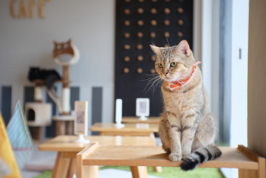 Paws & Whiskers: Exploring the Charm of Cat Cafes in Singapore