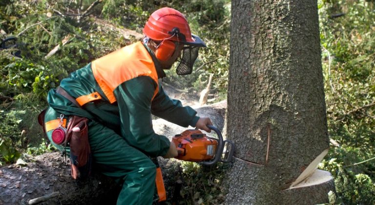 Steps to Take After Removing a Tree from Your Landscape